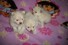 Gorgeous purebred Pomeranian pups available!