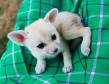 Hand Reared Fennec Foxes Available