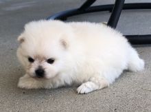 Joyful Pomeranian Puppies male and female puppies for adoption