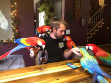 Macaw Parrots