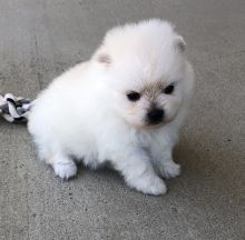 Male and female Pomeranian puppies