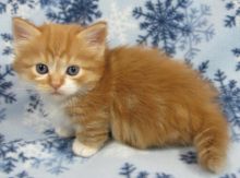 Munchkin kittens for adoption