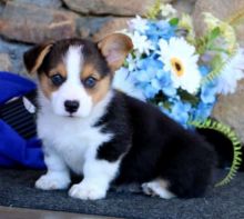 Pembroke Welsh Corgi Puppies