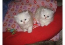 Persian kittens ready