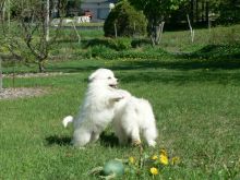 Potty Trained Eskimo Male and Female - ckc Registered