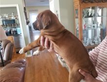 Rhodesian Ridgebeckpuppies