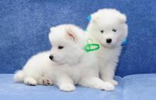 Samoyed Puppies