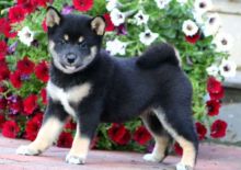 Shiba inu puppies