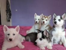 Siberian husky puppies with Blue Eyes