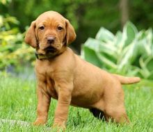 Vizsla Puppies ready