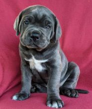 well socialized cane Corso