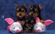 Yorkie Puppies