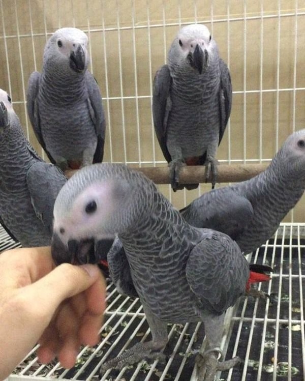 African Grey Parrots Image eClassifieds4u