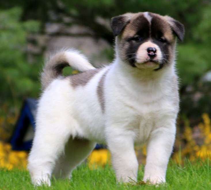 Akita puppies Image eClassifieds4u