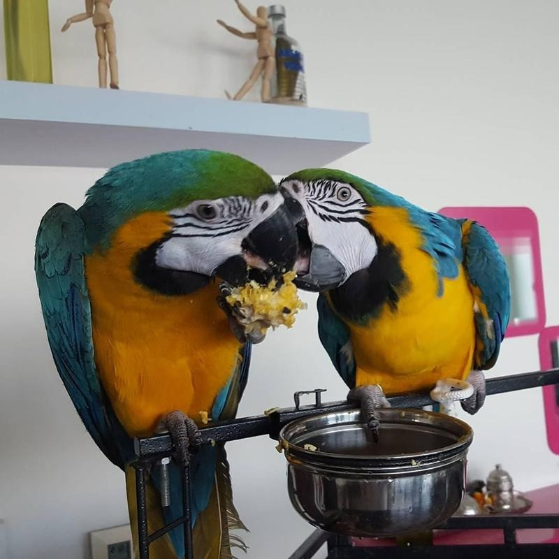Beautiful Blue and Gold macaws available. Image eClassifieds4u