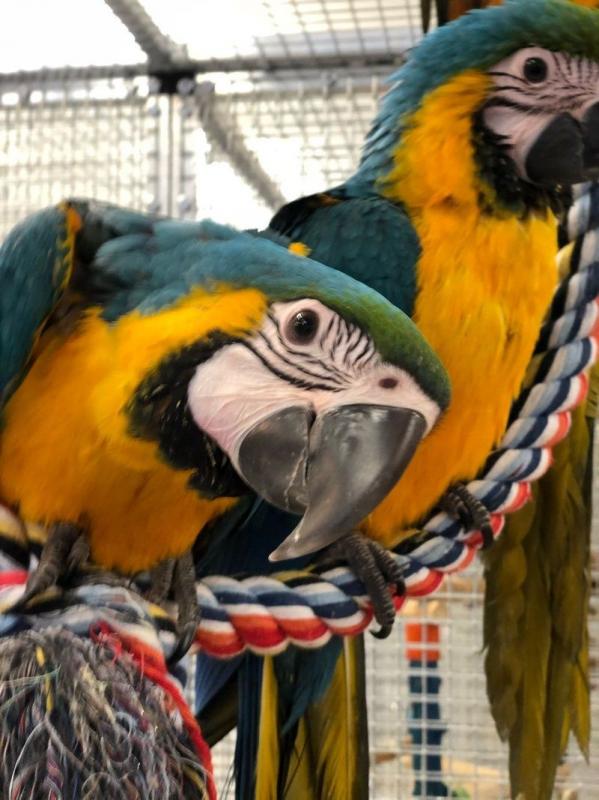 Beautiful Blue and Gold macaws available. Image eClassifieds4u