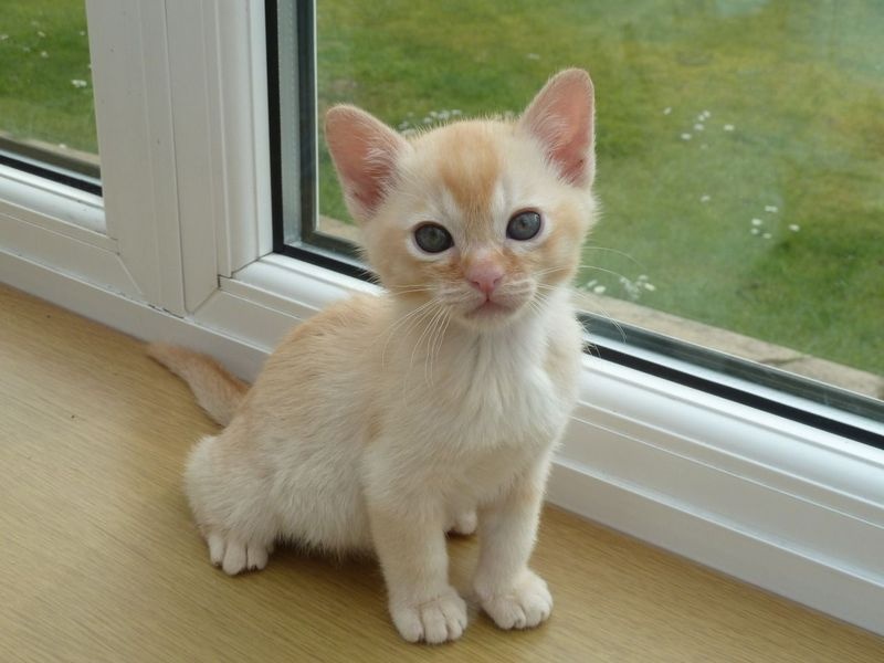 Burmese kittens Image eClassifieds4u