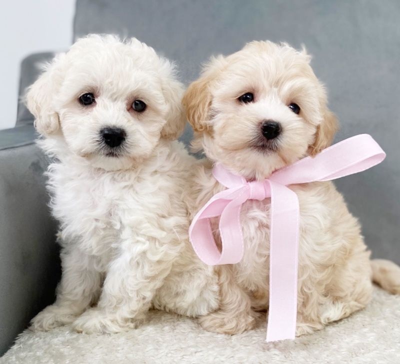 Cavachon Puppies for new forever home.(((marcbradly1975@gmail.com))) Image eClassifieds4u