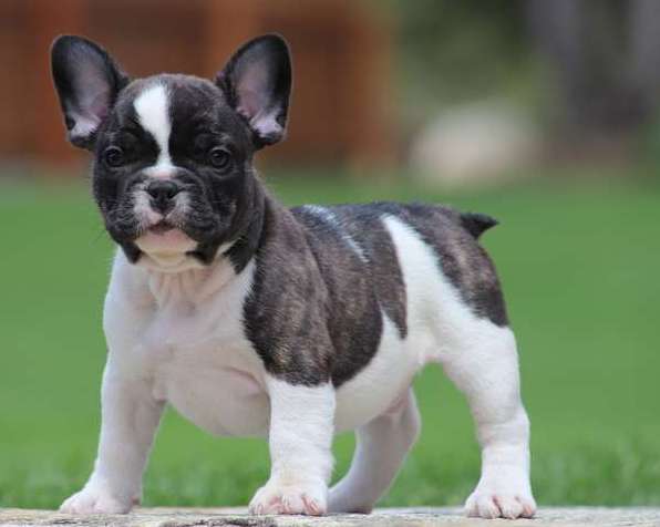Cute and healthy French Bulldog Puppies Image eClassifieds4u