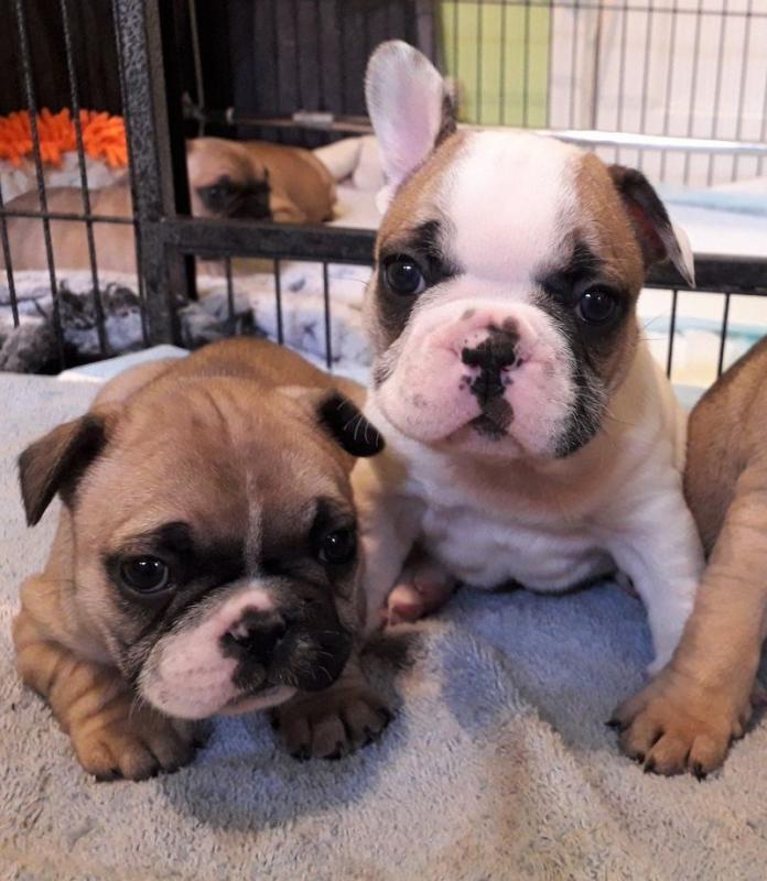 French bulldog puppies Image eClassifieds4u