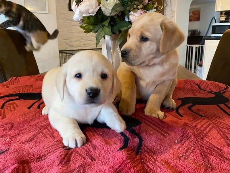 gorgeous healthy labrador puppies for sale. Image eClassifieds4u