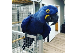 Hyacinth pairs Image eClassifieds4u