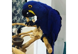 Hyacinth pairs Image eClassifieds4u