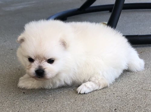 Joyful Pomeranian Puppies male and female puppies for adoption Image eClassifieds4u