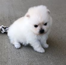 ☂️☂Ckc Pomeranian ☮ Puppies ☂️☂ Image eClassifieds4U