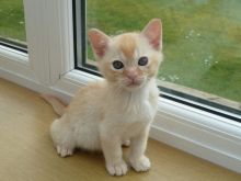 Burmese kittens Image eClassifieds4U