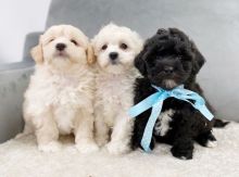 Cavachon Puppies for new forever home.(((marcbradly1975@gmail.com))) Image eClassifieds4u 1