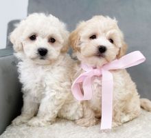 Cavachon Puppies for new forever home.(((marcbradly1975@gmail.com))) Image eClassifieds4u 2