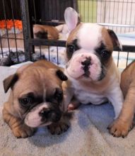 French bulldog puppies Image eClassifieds4u 1