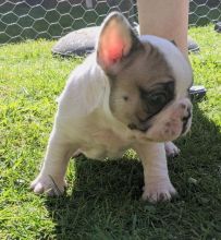 French bulldog puppies Image eClassifieds4u 2