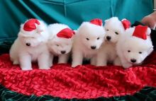 Gorgeous male and female Samoyed puppies Image eClassifieds4u 2
