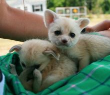 Hand Reared Fennec Foxes Available Image eClassifieds4u 2