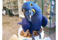 Hyacinth pairs Image eClassifieds4u 2