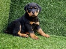 Lion head German Rottweiler puppies for Adoption contact gimivladimir00@gmail.com Image eClassifieds4u 1