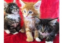 Maine Coon Kittens Image eClassifieds4u 1