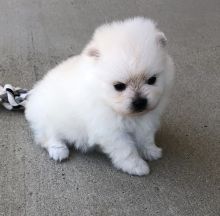 Male and female Pomeranian puppies Image eClassifieds4U