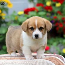 Pembroke Welsh Corgi Puppies Image eClassifieds4u 2