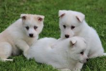 Pomsky Puppies ready Image eClassifieds4u 1