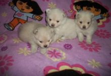 Pure Pomeranian Puppies Image eClassifieds4U