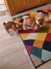 Shiba inu puppies Image eClassifieds4u 2