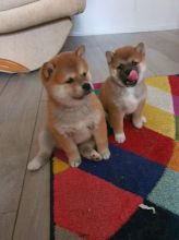 Shiba inu puppies Image eClassifieds4u 3