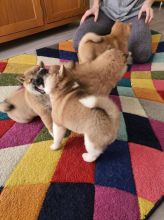 Shiba inu puppies Image eClassifieds4u 4