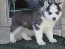 Siberian husky puppies Image eClassifieds4u 2