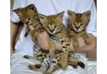 Stunning Savanna Kittens Ready This Week Image eClassifieds4U