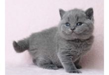 Vet checked British Short Hair kittens Image eClassifieds4u 2