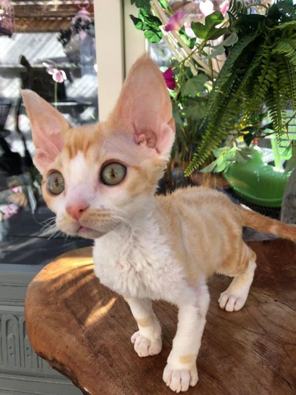 Male and female Devon Rex kittens Image eClassifieds4u